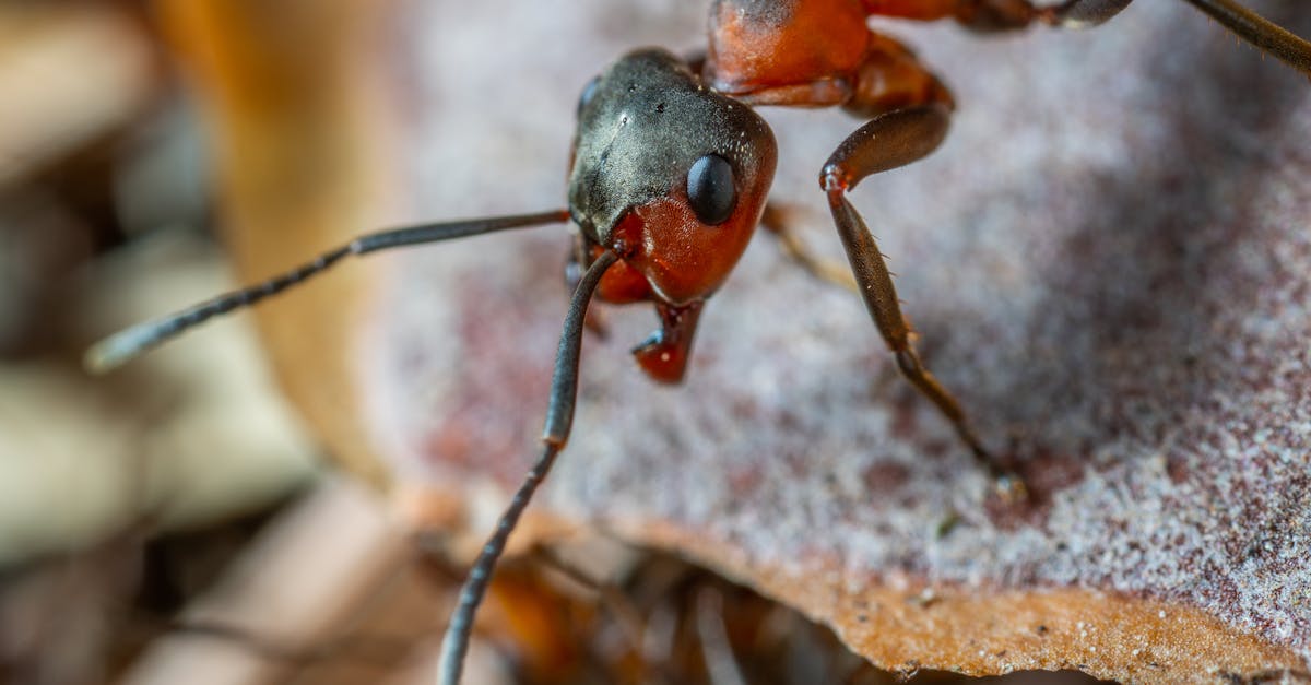 découvrez l'univers fascinant des fourmis : leur comportement, leur organisation sociale et leur rôle essentiel dans l'écosystème. apprenez tout sur ces petites créatures qui façonnent notre environnement.