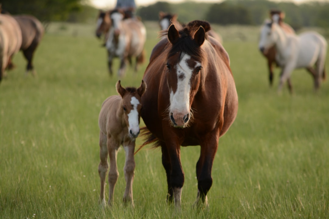 découvrez tout ce qu'il faut savoir sur la fiscalisation de la taxe sur les chevaux. informez-vous sur les obligations fiscales, les taux applicables et les avantages potentiels pour les propriétaires de chevaux en france.