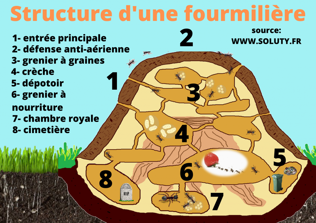 découvrez le rôle essentiel des fourmis dans nos écosystèmes : régulateurs de la biodiversité, décomposeurs de matière organique et alliées des plantes. apprenez comment ces insectes sociaux influencent notre environnement et contribuent à l'équilibre naturel.