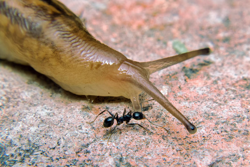 découvrez le rôle essentiel des fourmis dans les écosystèmes, leur impact sur la pollinisation, la décomposition des matières organiques et la régulation des populations d'autres insectes, ainsi que leur contribution à la biodiversité.