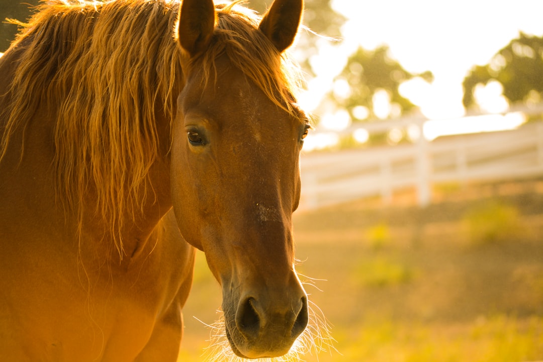 découvrez tout ce qu'il faut savoir sur la taxe fiscale équine : conditions, montants et implications pour les propriétaires de chevaux. informez-vous sur vos obligations fiscales liées à la possession de chevaux en france.