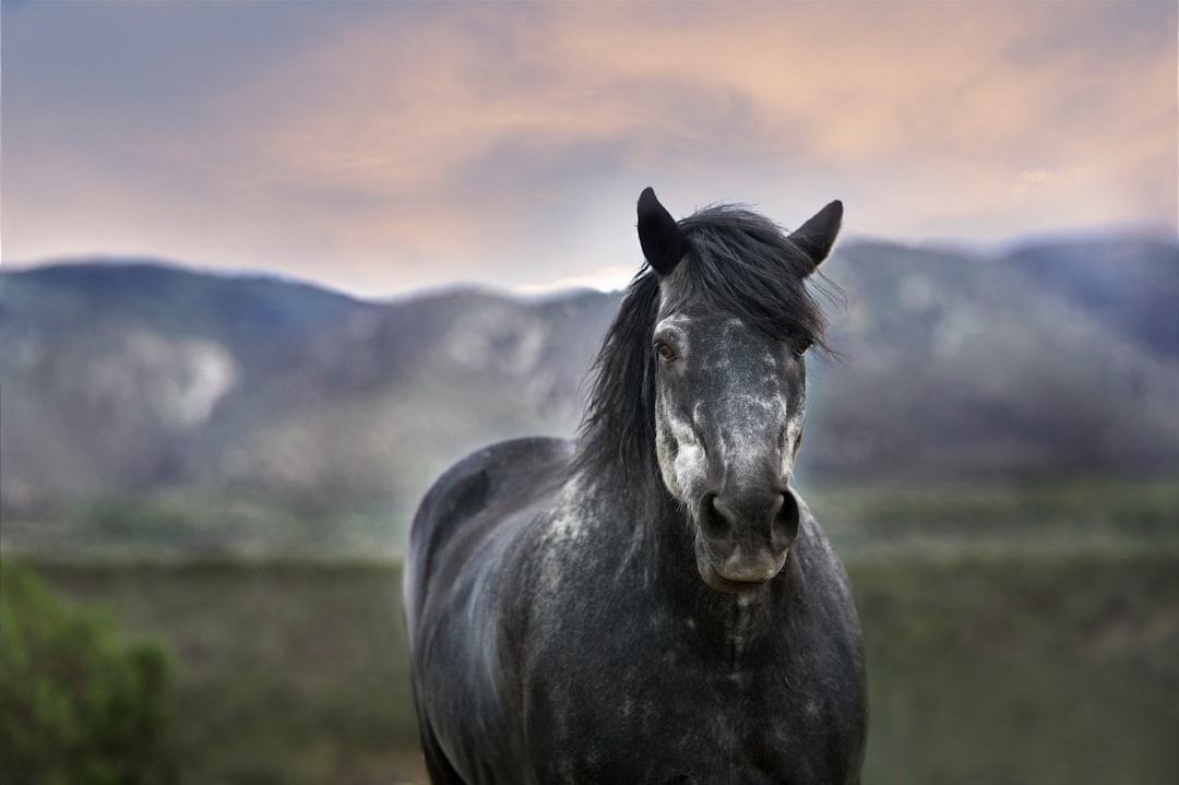 découvrez tout ce qu'il faut savoir sur la fiscalité des chevaux en france. informez-vous sur la taxe équine, ses modalités de calcul, et les obligations fiscales des propriétaires de chevaux. restez en conformité avec la législation en vigueur et optimisez votre gestion financière.